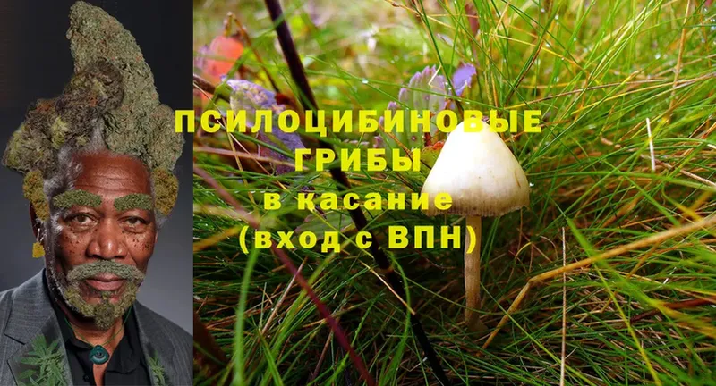 нарко площадка формула  Печора  Псилоцибиновые грибы Cubensis 